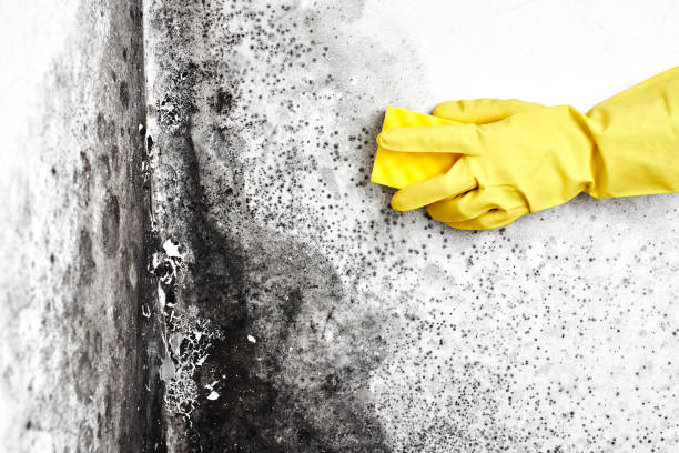 Best Crawl Space Mold Removal  in Hornsby Bend, TX