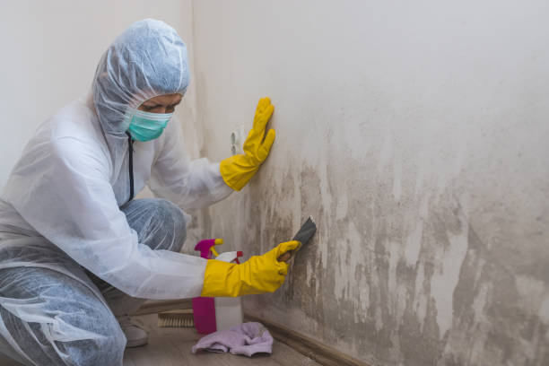 Attic Mold Removal in Hornsby Bend, TX