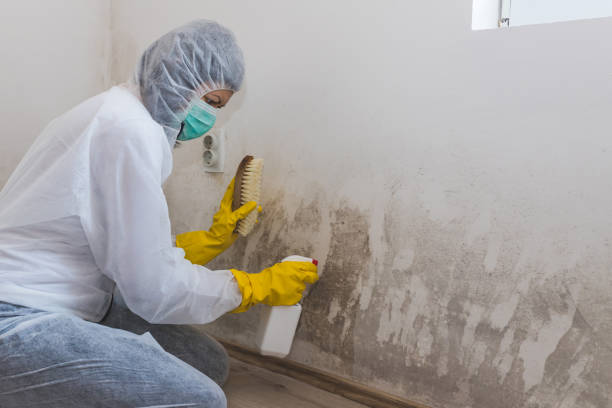 Best Certified Mold Removal  in Hornsby Bend, TX