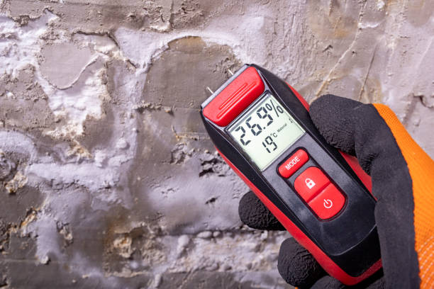 Best Mold Cleaning Services  in Hornsby Bend, TX