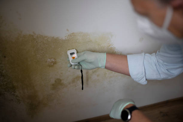 Best Mold Testing  in Hornsby Bend, TX