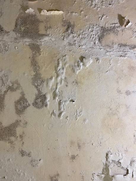 Best Mold Removal Near Me  in Hornsby Bend, TX