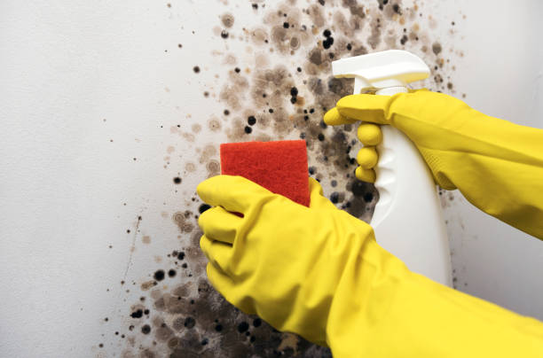 Best Mold Remediation  in Hornsby Bend, TX