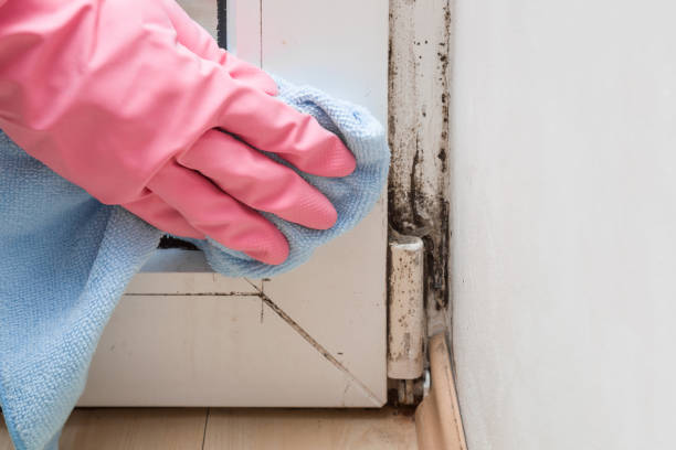 Best Office Mold Removal Services  in Hornsby Bend, TX