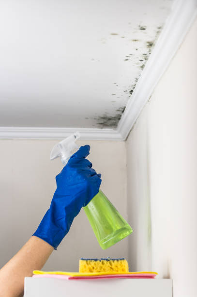 Hornsby Bend, TX Mold Removal Company